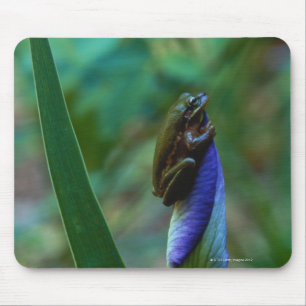 Grüner Baum-Frosch auf Iris Mousepad