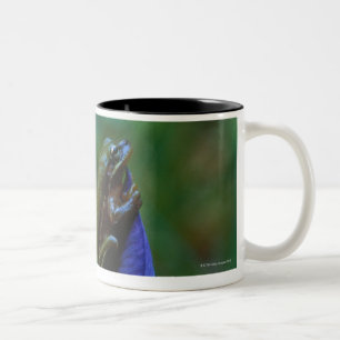 Grüner Baum-Frosch auf Iris Zweifarbige Tasse