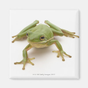 Grüner Baum-Frosch Magnet