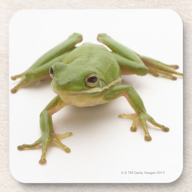 Grüner Baum-Frosch Untersetzer (Vorderseite)