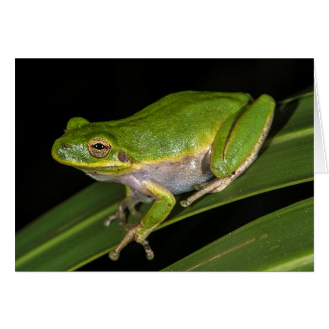 Grüner Baumfrosch (Hyla cinerea) 2 (Vorderseite (Horizontal))
