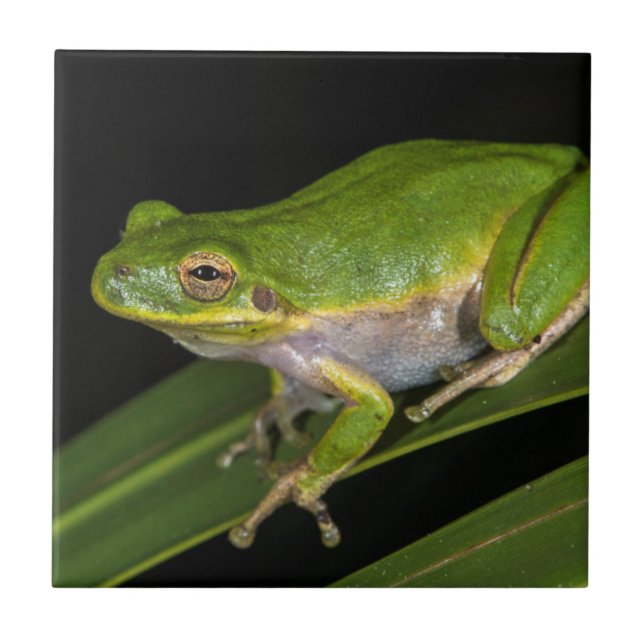 Grüner Baumfrosch (Hyla cinerea) 2 Fliese (Vorderseite)