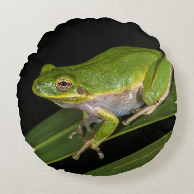 Grüner Baumfrosch (Hyla cinerea) 2 Rundes Kissen (Vorderseite)