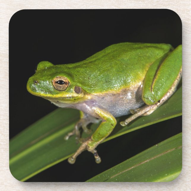 Grüner Baumfrosch (Hyla cinerea) 2 Untersetzer (Vorderseite)