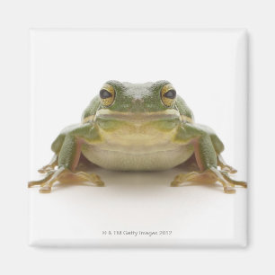Grüner Baumfrosch (Hylidae cinerea) Magnet