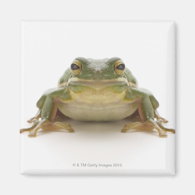 Grüner Baumfrosch (Hylidae cinerea) Magnet (Vorne)