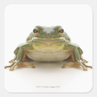 Grüner Baumfrosch (Hylidae cinerea)