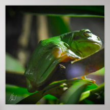 Grüner Baumfrosch