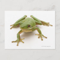 Grüner Baumfrosch