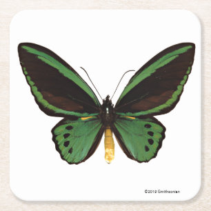 Grüner Birdwing Schmetterling Rechteckiger Pappuntersetzer