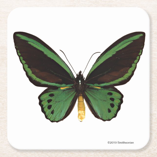 Grüner Birdwing Schmetterling Rechteckiger Pappuntersetzer (Vorderseite)