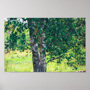 Grüner Birkenbaum Verlasse Natur  Poster