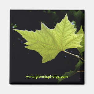 Grüner Blatt-Magnet Magnet