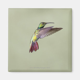 Grüner-breasted Mango-Kolibri Anthracocorax 2 Magnet