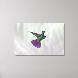 Grüner-breasted Mango-Kolibri Anthracocorax Leinwanddruck