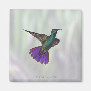 Grüner-breasted Mango-Kolibri Anthracocorax Magnet