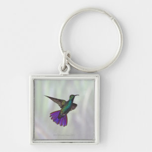Grüner-breasted Mango-Kolibri Anthracocorax Schlüsselanhänger