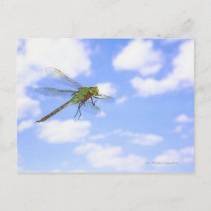 Grüner Darner (Anax junius) gegen Postkarte