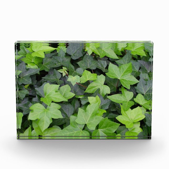 Grüner Efeu Botanischer Druck Fotoblock (Vorderseite)