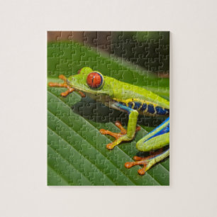 Grüner, farbiger Dschungelbaumfrosch