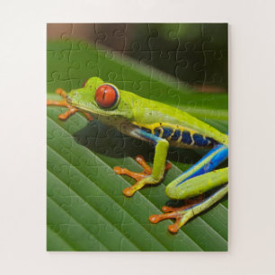 Grüner, farbiger Dschungelbaumfrosch