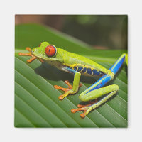 Grüner, farbiger Dschungelbaumfrosch
