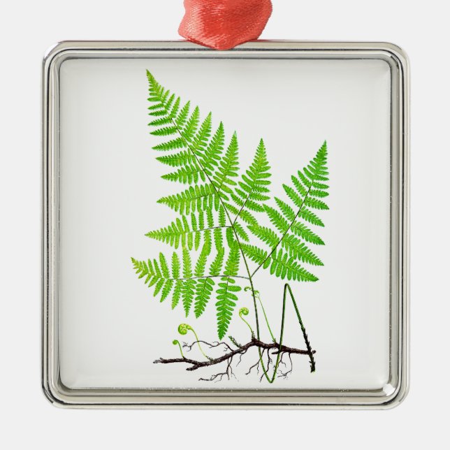 Grüner Farn-botanische Kunst-Illustration Ornament Aus Metall (Vorne)