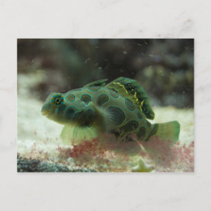 Grüner Fisch Postkarte