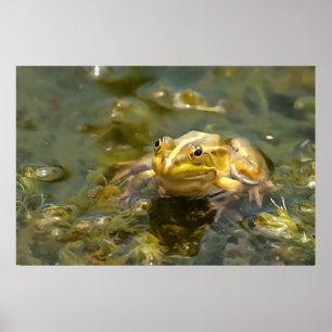 Grüner Frosch in glattem Wasser Akrylenmalerei Poster