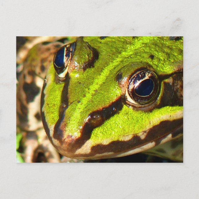 Grüner Frosch Postkarte (Vorderseite)