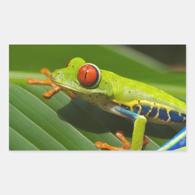 Grüner Frosch Rechteckiger Aufkleber (Vorderseite)