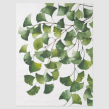 Grüner Ginkgo Biloba - 