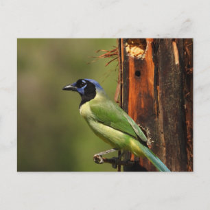 Grüner Häher Farbiger Vogelfotografie Postkarte