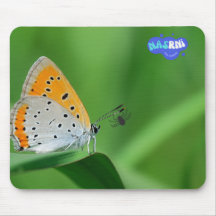 Grüner Hintergrund & gelber, weißer Schmetterling