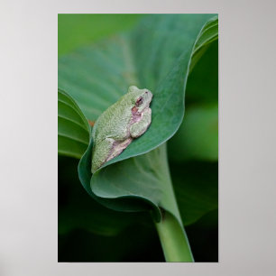 Grüner Hosta-Blatt und Frosch Poster