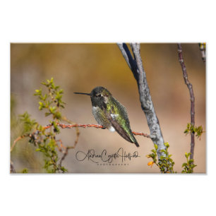 Grüner Hummingvogel Fotodruck