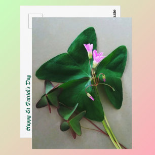 Grüner Klee rosa Blüten St. Patrick's Day Postkarte