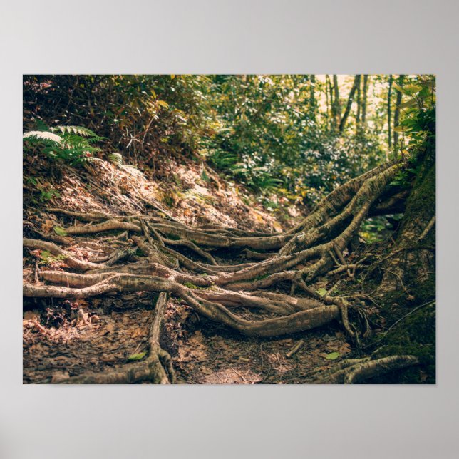 Grüner Knob Trail Blue Ridge Mountains Poster (Vorne)