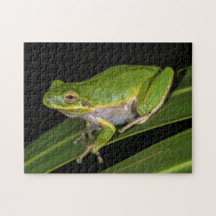 Grüner Laubfrosch (Hyla cinerea) 2