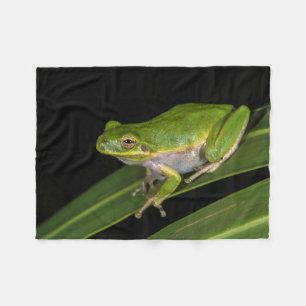 Grüner Laubfrosch (Hyla cinerea) 2 Fleecedecke
