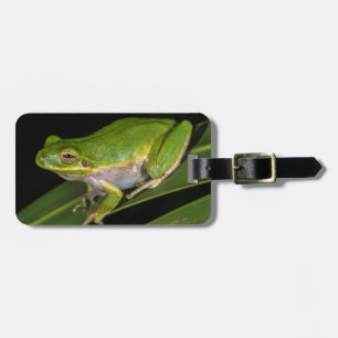Grüner Laubfrosch (Hyla cinerea) 2 Gepäckanhänger