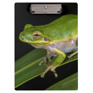 Grüner Laubfrosch (Hyla cinerea) 2 Klemmbrett