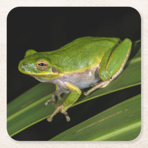 Grüner Laubfrosch (Hyla cinerea) 2 Rechteckiger Pappuntersetzer