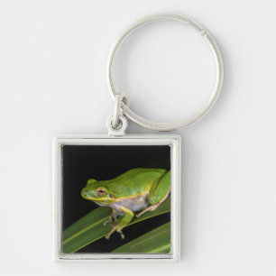 Grüner Laubfrosch (Hyla cinerea) 2 Schlüsselanhänger
