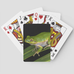 Grüner Laubfrosch (Hyla cinerea) 2 Spielkarten