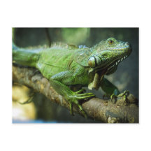 Grüner Leguan