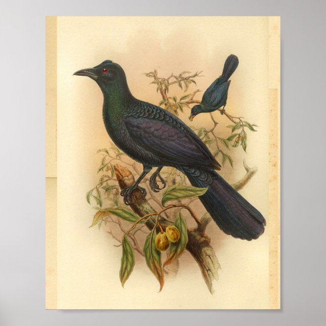 Grüner Lila Handbücher Vintager Vogeldruck Poster (Vorne)