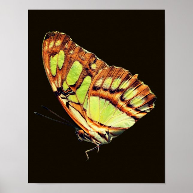 Grüner Malachitenschmetterling, Nah Poster (Vorne)