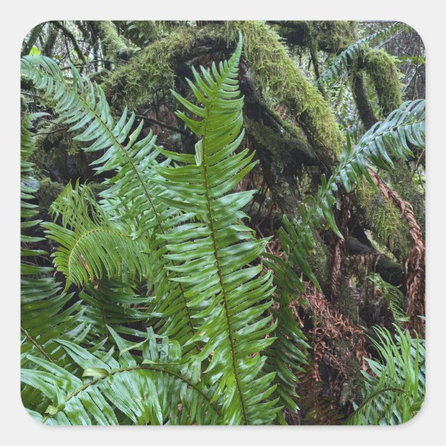 Grüner Moos und Farne Quadratischer Aufkleber (Vorderseite)
