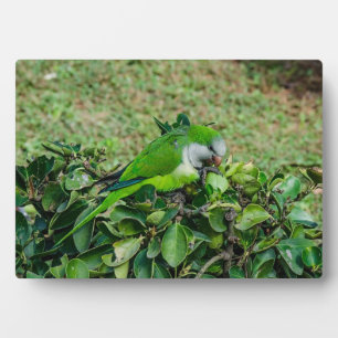 Grüner Papagei Fotoplatte